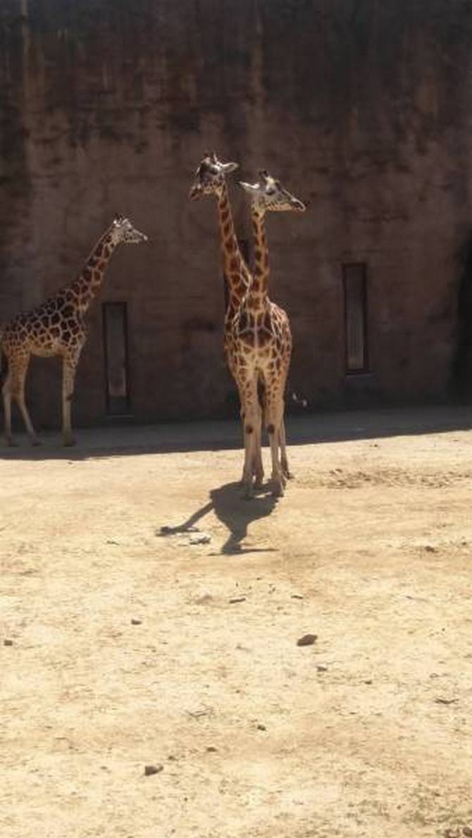 42 fotos para destruir seu cérebro 15