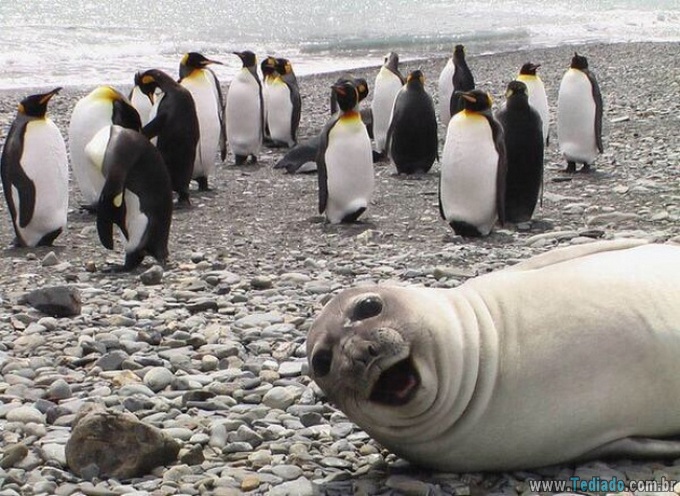25 animais campeões de photobomb 4