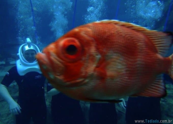 25 animais campeões de photobomb 6