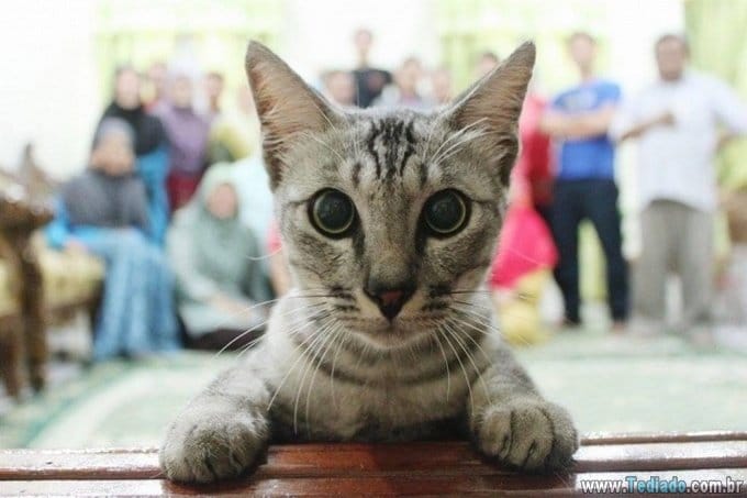 25 animais campeões de photobomb 11