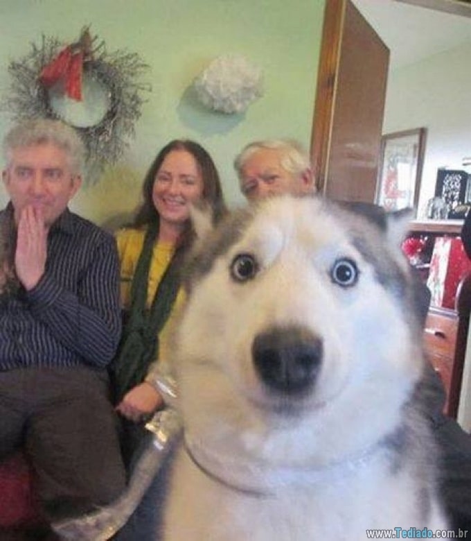 25 animais campeões de photobomb 13