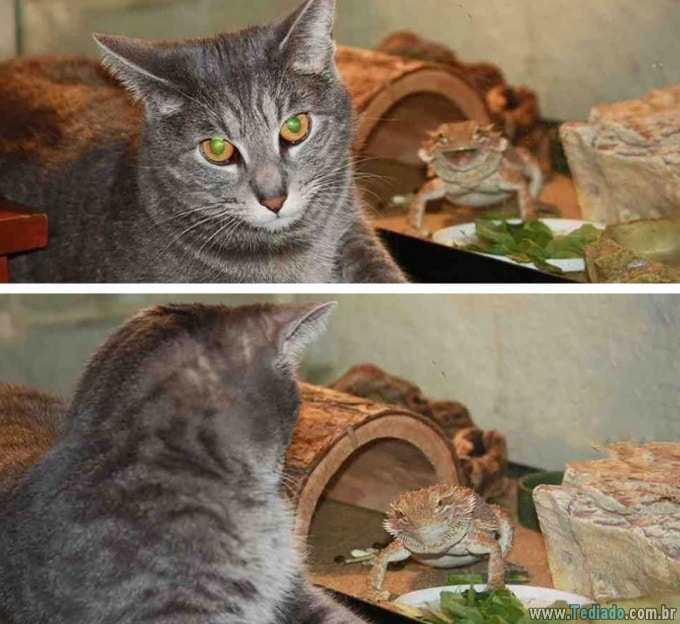 25 animais campeões de photobomb 22