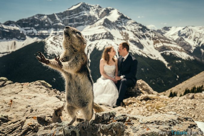 25 animais campeões de photobomb 25