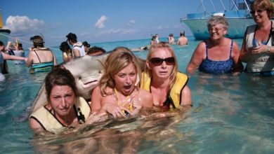 25 animais campeões de photobomb 4