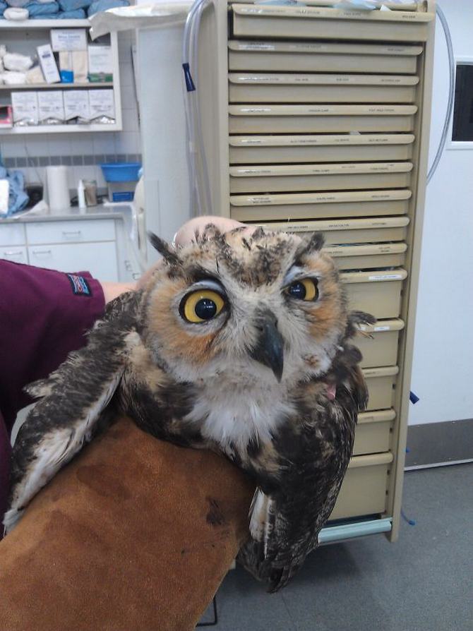 27 animais de estimação que acabaram de voltar do veterinário e suas expressões dizem tudo 1