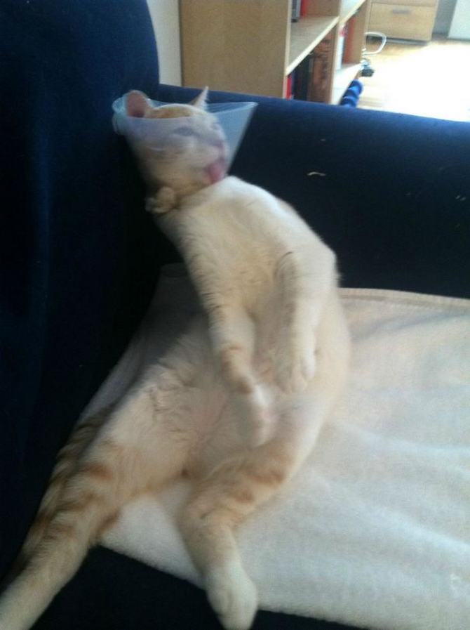 27 animais de estimação que acabaram de voltar do veterinário e suas expressões dizem tudo 4