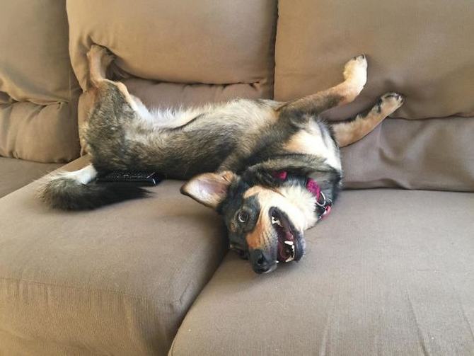 27 animais de estimação que acabaram de voltar do veterinário e suas expressões dizem tudo 7