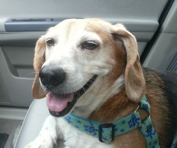 27 animais de estimação que acabaram de voltar do veterinário e suas expressões dizem tudo 8