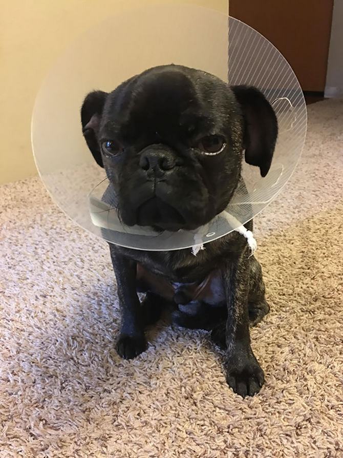 27 animais de estimação que acabaram de voltar do veterinário e suas expressões dizem tudo 17