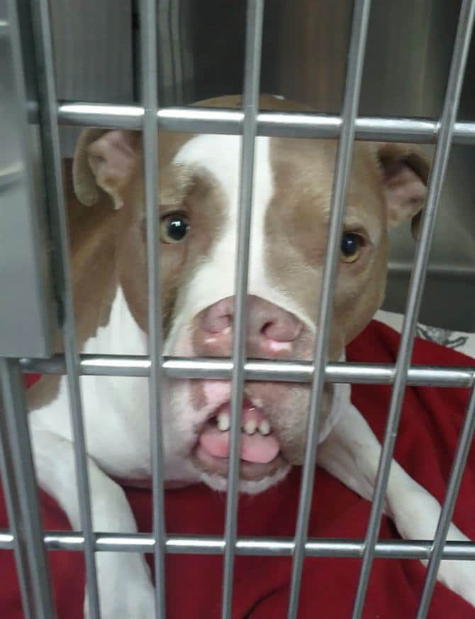 27 animais de estimação que acabaram de voltar do veterinário e suas expressões dizem tudo 18