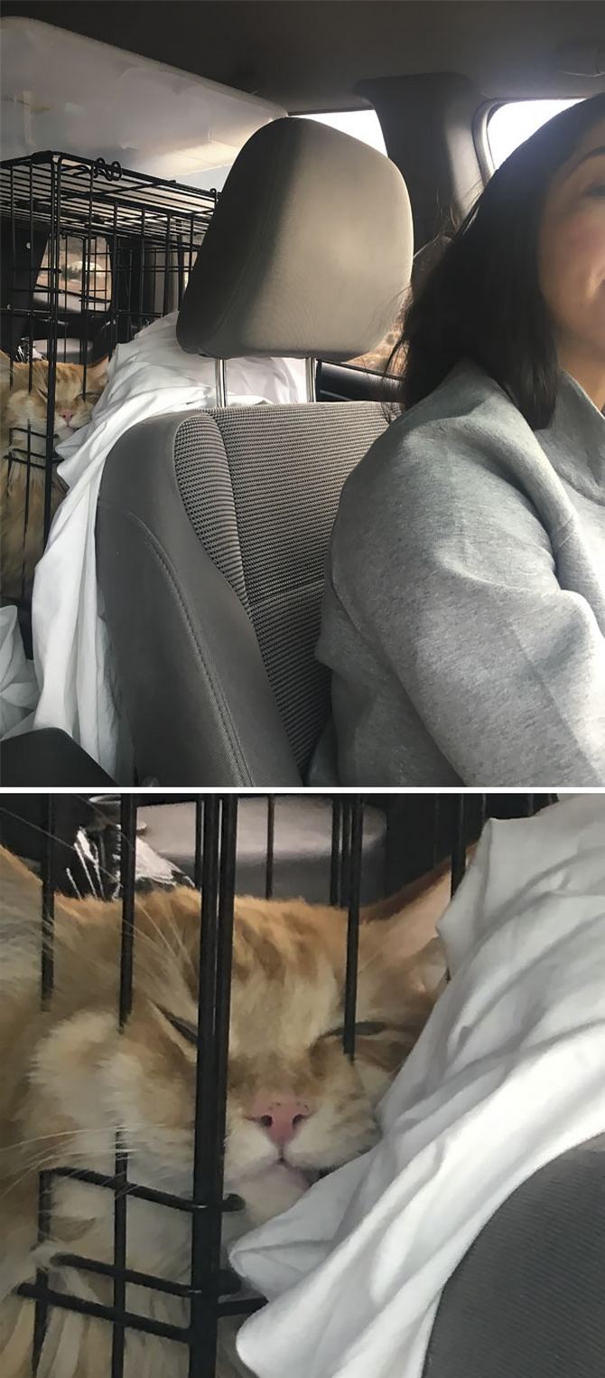 27 animais de estimação que acabaram de voltar do veterinário e suas expressões dizem tudo 19