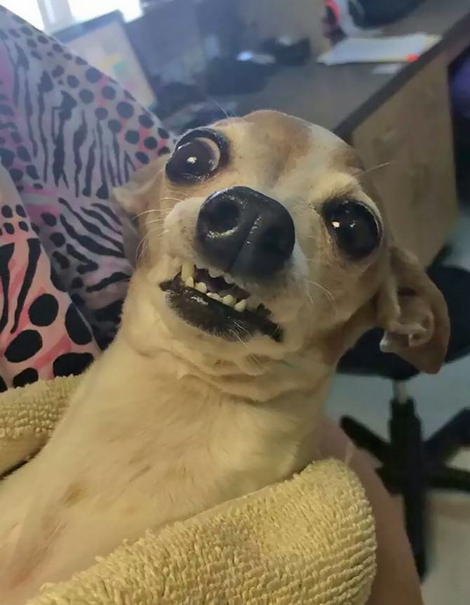 27 animais de estimação que acabaram de voltar do veterinário e suas expressões dizem tudo 20