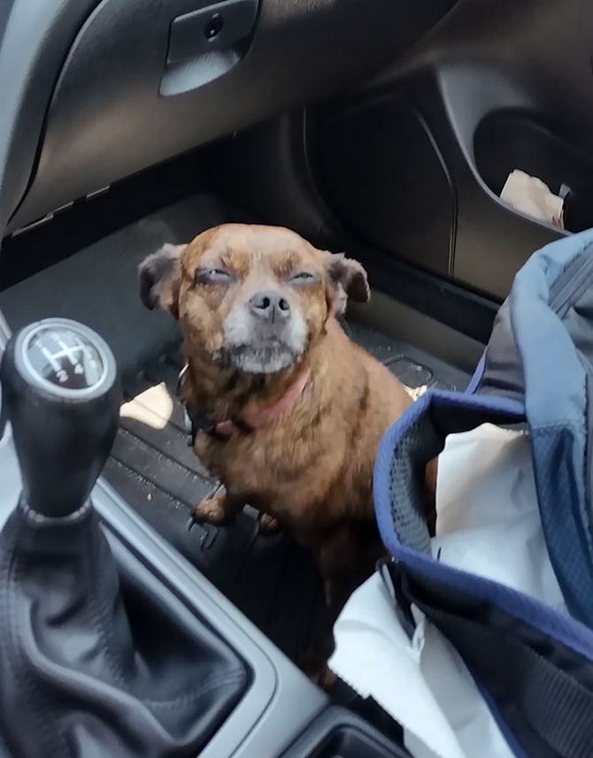 27 animais de estimação que acabaram de voltar do veterinário e suas expressões dizem tudo 22