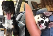 27 animais de estimação que acabaram de voltar do veterinário e suas expressões dizem tudo 34