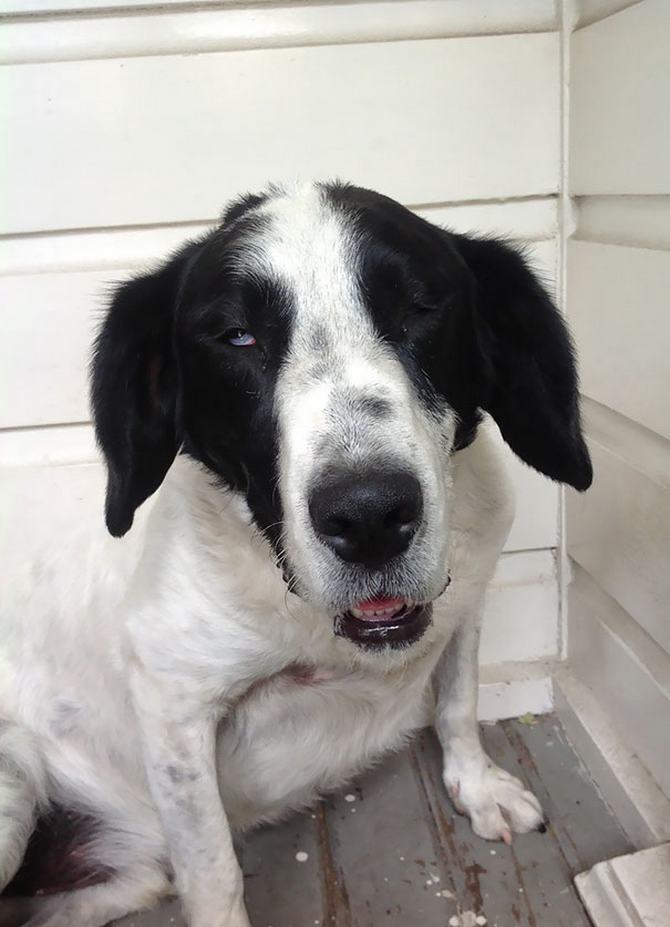 27 animais de estimação que acabaram de voltar do veterinário e suas expressões dizem tudo 24