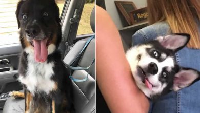 27 animais de estimação que acabaram de voltar do veterinário e suas expressões dizem tudo 11