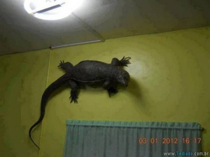 Coisas que eu nunca terei coragem de fazer! (28 fotos) 18