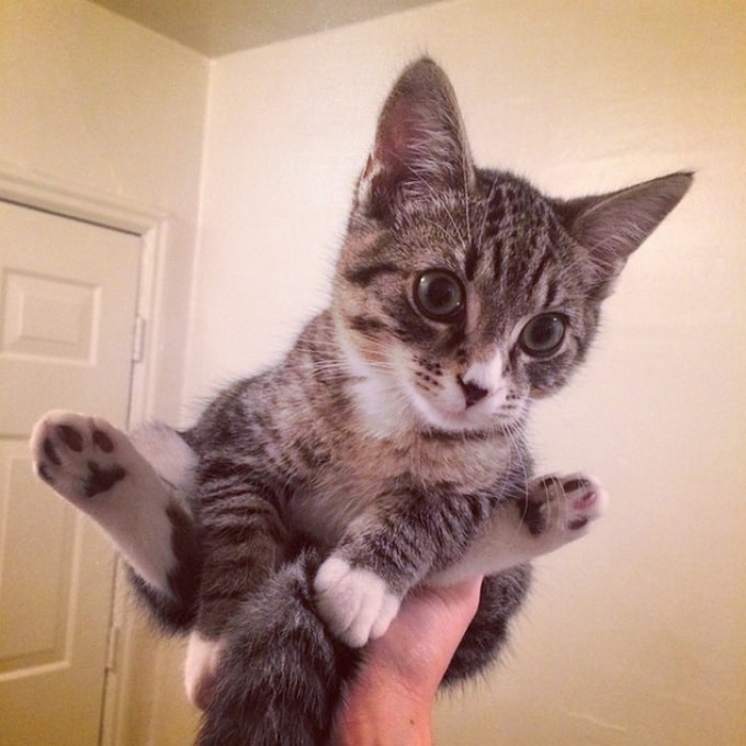 19 descobertas que todo mundo que tem um gato já sabe 2