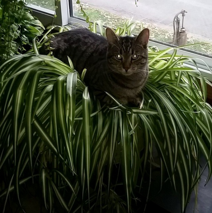 19 descobertas que todo mundo que tem um gato já sabe 3