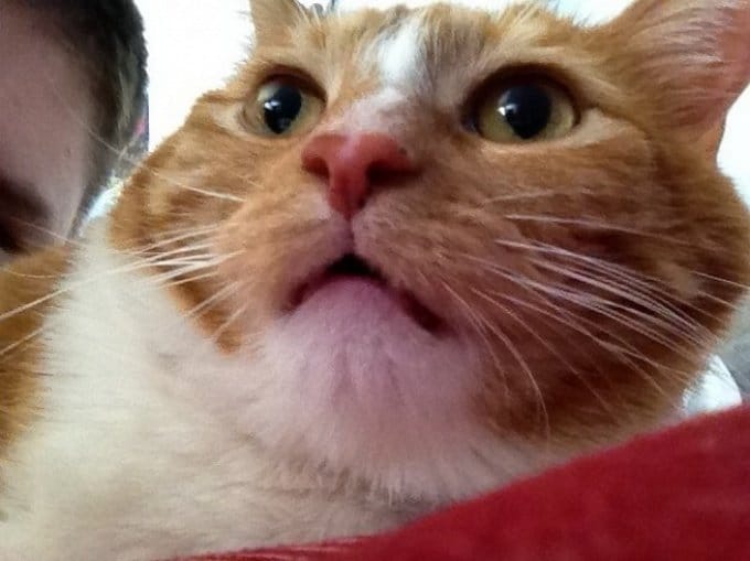 19 descobertas que todo mundo que tem um gato já sabe 6