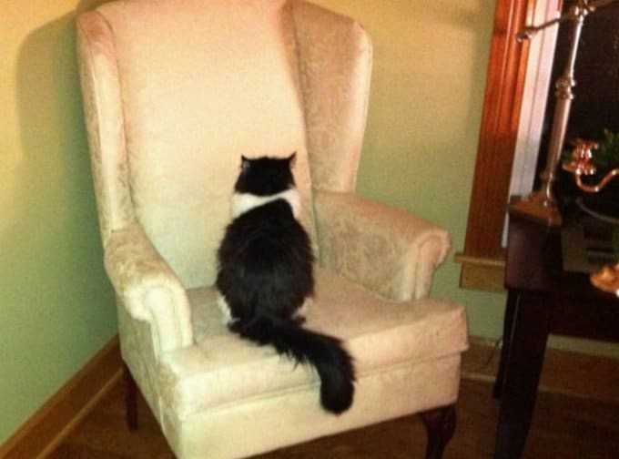 19 descobertas que todo mundo que tem um gato já sabe 7