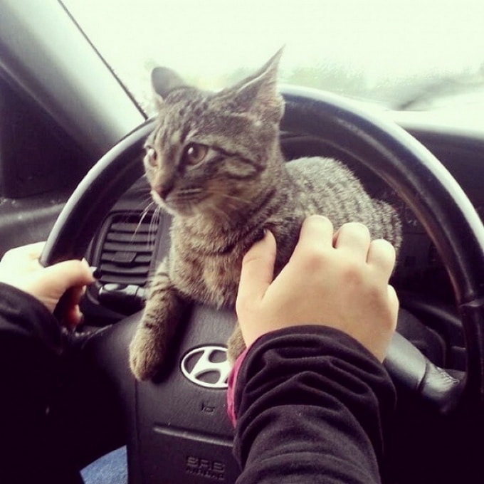 19 descobertas que todo mundo que tem um gato já sabe 8