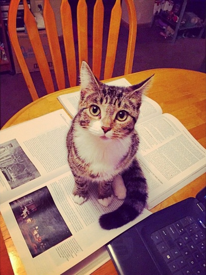 19 descobertas que todo mundo que tem um gato já sabe 9