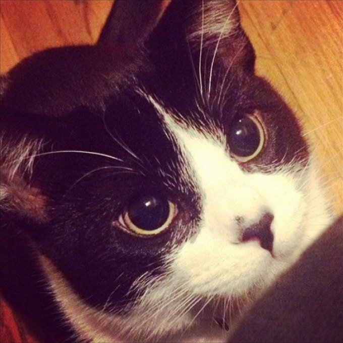 19 descobertas que todo mundo que tem um gato já sabe 10