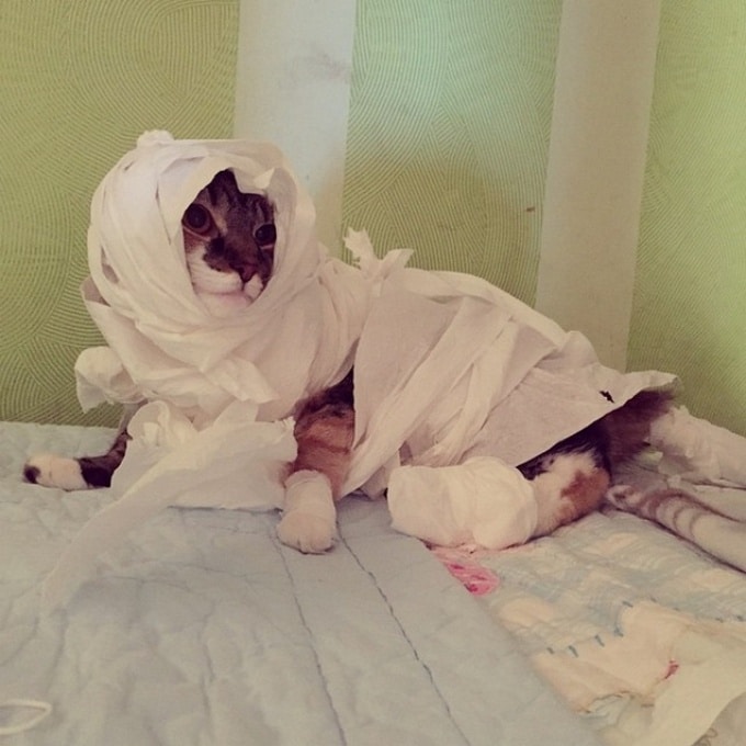 19 descobertas que todo mundo que tem um gato já sabe 13