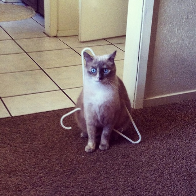 19 descobertas que todo mundo que tem um gato já sabe 18