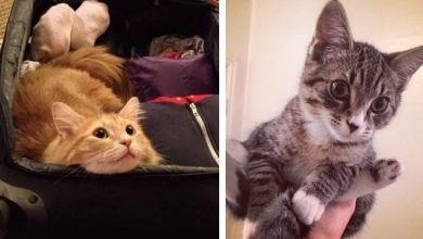 19 descobertas que todo mundo que tem um gato já sabe 34
