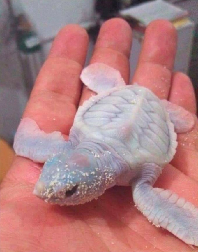 21 fotos incomuns que podem fazer você se sentir como se tivesse visto tudo 5