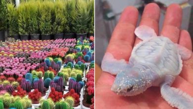 21 fotos incomuns que podem fazer você se sentir como se tivesse visto tudo 16