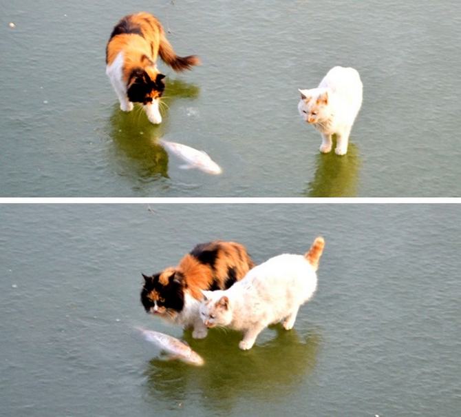 19 fotos mostrando o que é realmente o desespero 11