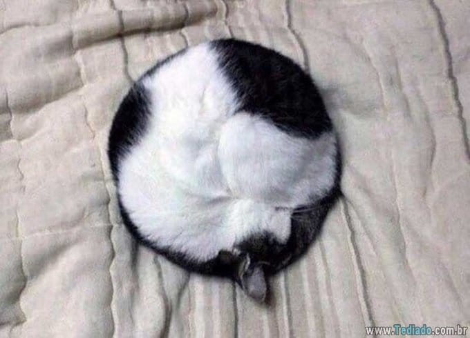 28 fotos que são tão perfeitas que é difícil de tirar nossos olhos delas 18