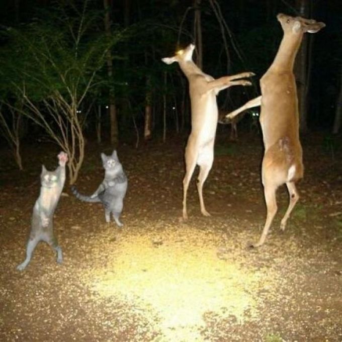 32 fotos que levantam mais perguntas do que respostas 4