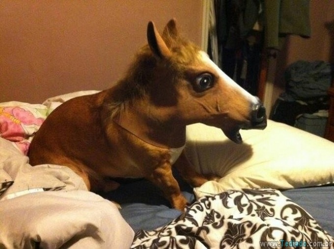 21 pessoas divertidas em casa em momentos diferentes e únicos 16