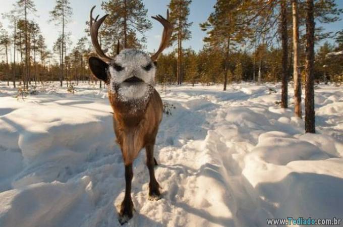 Você não acreditaria nos seus olhos quando você olhar nessas imagens (37 fotos) 3