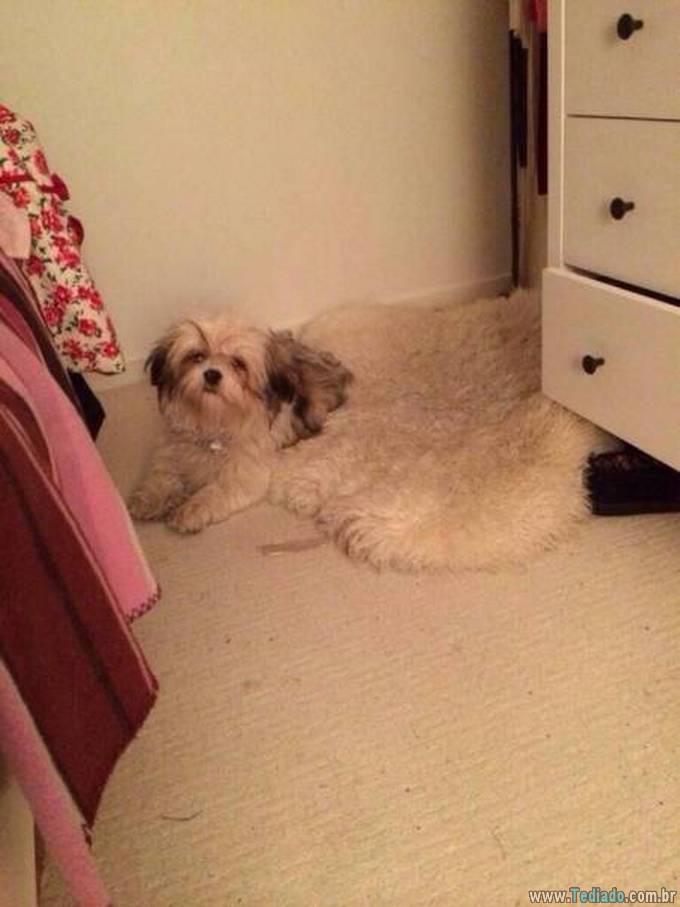 Você não acreditaria nos seus olhos quando você olhar nessas imagens (37 fotos) 9