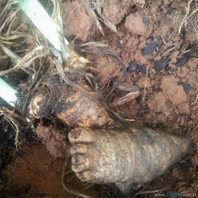 Você não acreditaria nos seus olhos quando você olhar nessas imagens (37 fotos) 24