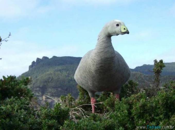 Você não acreditaria nos seus olhos quando você olhar nessas imagens (37 fotos) 26