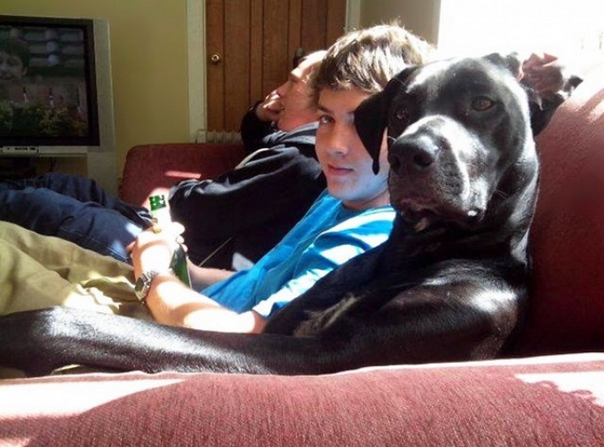 22 animais de estimação que estão evoluindo para seus seres humanos 1