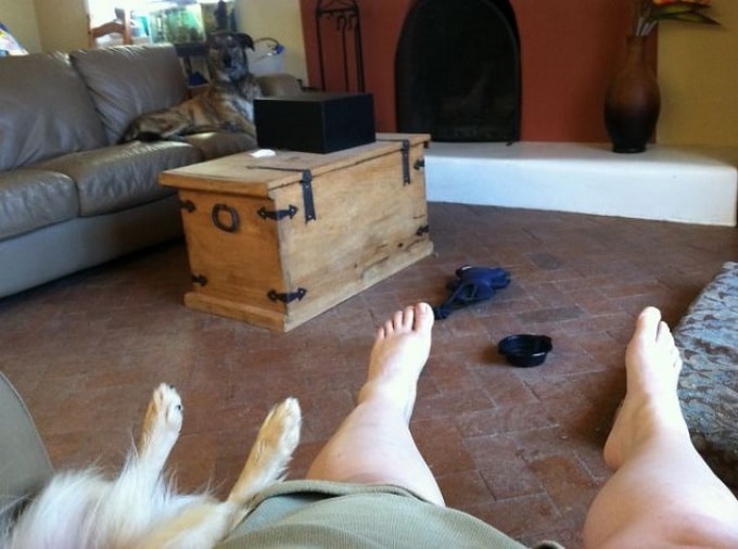 22 animais de estimação que estão evoluindo para seus seres humanos 3