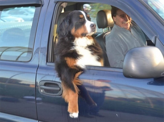 22 animais de estimação que estão evoluindo para seus seres humanos 6