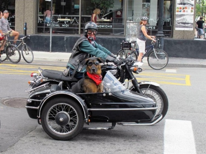 22 animais de estimação que estão evoluindo para seus seres humanos 14