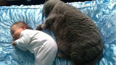 22 animais de estimação que estão evoluindo para seus seres humanos 54