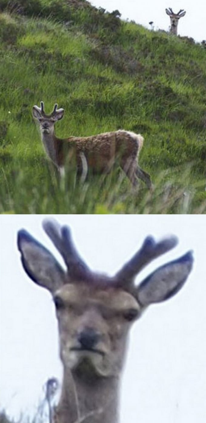 16 animais que foram pegos em seus piores momentos 1