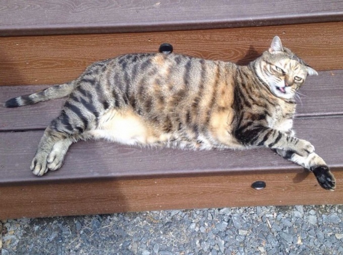 16 animais que foram pegos em seus piores momentos 3