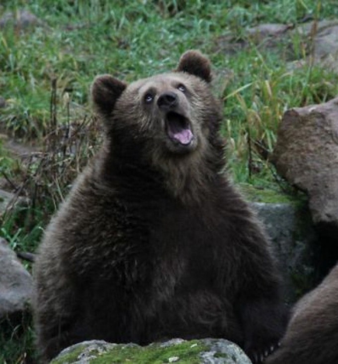 16 animais que foram pegos em seus piores momentos 6