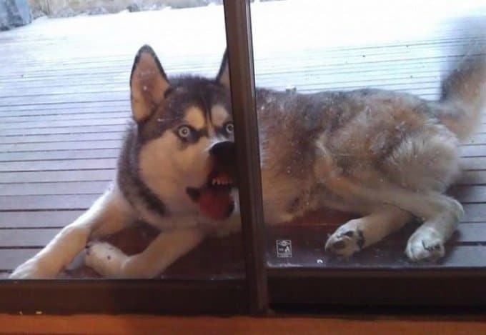 16 animais que foram pegos em seus piores momentos 7